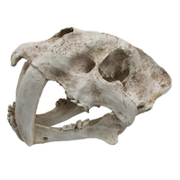 Sabre Tooth Skull Orament Large