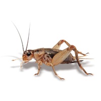 Live Crickets Small 100-120