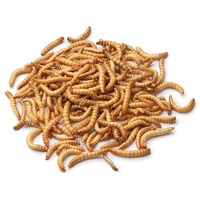 Live Mealworms Small 10g (100 worms)