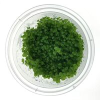 Tissue Culture Micranthemum Umbrosum - Monte Carlo