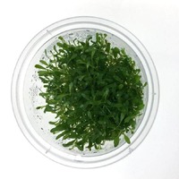 Tissue Culture Glossostigma Elatinoides