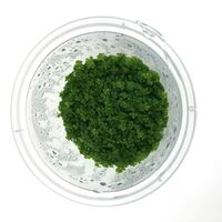 Tissue Culture Hemianthus Callitrichoides - Cuba