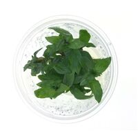 Tissue Culture Staurogyne