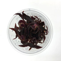 Tissue Culture Alternanthera Reineckii - Mini