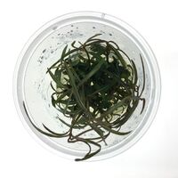 Tissue Culture Hygrophila Lancea