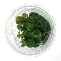 Tissue Culture Lobelia Cardinalis