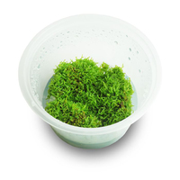 Tissue Culture Riccia Fluitans