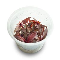 Tissue Culture Ludwigia Glandulosa