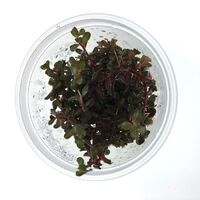 Tissue Culture Rotala Rotundifolia - Colorata