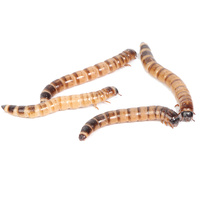 Live Giant Mealworms 25g