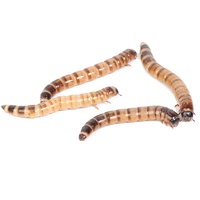 Live Giant Mealworms 50g