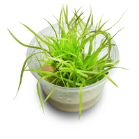 Tissue Culture Cyperus Helferi
