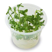 Tissue Culture Bacopa Monnieri