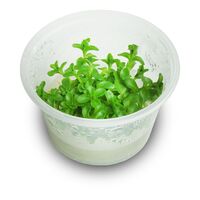 Tissue Culture Bacopa Amplexicaulis 'Giant Red Bac