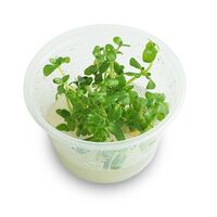 Tissue Culture Bacopa Caroliniana