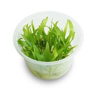 Tissue Culture Echinodorus Bolivianus (Rusby) Holm