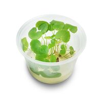 Tissue Culture Hydrocotyle Leucocephala