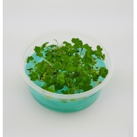 Tissue Culture Hydrocotyle Tripartita 'Japan'