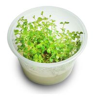 Tissue Culture Lysimachia Nummularia - Pennywort
