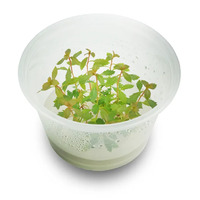 Tissue Culture Proserpinaca Palustris 'Cuba' - Mer