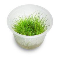 Tissue Culture Eleocharis Acicularis 'Mini Hairgrass'