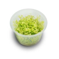 Tissue Culture Micranthemum Umbrosum 'Gold Coast'