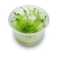 Tissue Culture Myriophyllum Simulans 'Milfoil'