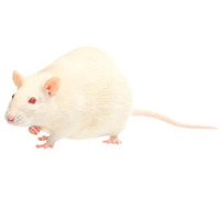 Pisces Reptile Frozen Fuzzie Rats 6pk