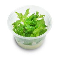 Tissue Culture Wisteria