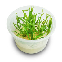 Tissue Culture Echinodorus tenellus