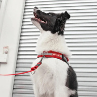 EzyDog UpFront D-Ring 25mm SML