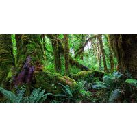 Background Amazon Rainforest 40x60cm