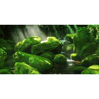 Background Moss Forest 40x60cm