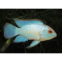 Neon Blue Acara