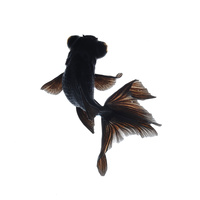 Black Moor Goldfish (Small)