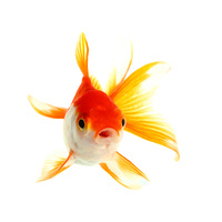 Fantail Goldfish (Small)