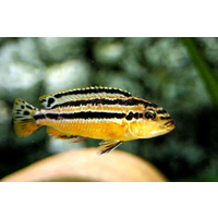 Auratus Cichlid