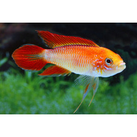 Gold Fire Red Apistogramma Agassizi