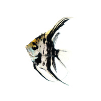 Freshwater Angel Standard (Small Assorted)