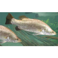 Barramundi (Large)