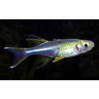 Celebes Rainbowfish (Small)