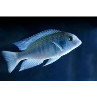 Blue Dolphin