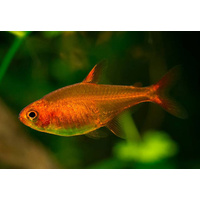 Ember Tetra (Small)