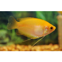Gourami Dwarf Honey (RED)