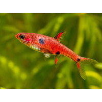Spotted Pygmy Rasbora
