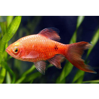 Rosy Barb Chilli