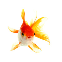 Fantail Goldfish (Large/XL)