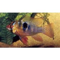 Blue Ram Cichlid