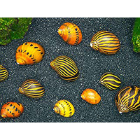Nerite Snail Freshwater (each)