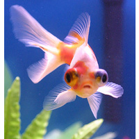Telescope Goldfish Assorted (Large)